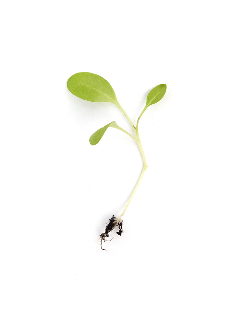 product-1-featured-image-1
